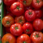 Owoce odmiany pomidora Eyre