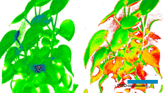 Obraz pojedynczych roślin pozwala ocenić ich kondycję, wskazać na występowanie stresu biotycznego