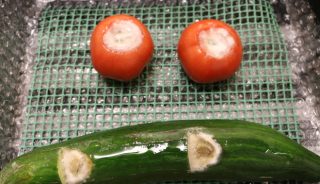 Objawy chorobowe po 8 dniach od zainfekowania ran warzyw patogenami – pomidory i ogórki porażone przez F. chlamydosporum