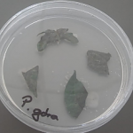 Fragmenty pędów i liści pobranych z chorej rośliny potraktowanej Agro ECA – ograniczenie wycieków bakteryjnych w tkankach roślin