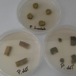 Fragmenty pędów i liści pobranych z chorej rośliny potraktowanej Agro ECA – ograniczenie wycieków bakteryjnych w tkankach roślin