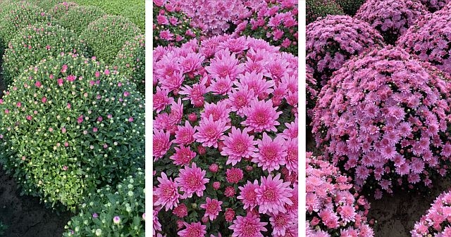 Chryzantemy drobnokwiatowe - odmiana Cipriani Pink, fot. Gediflora