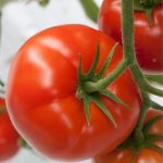 pomidor Forenza
