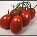 pomidor Iseo