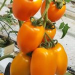pomidor Plenorange
