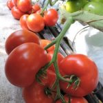 pomidor Renesme