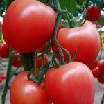pomidor Kristoff