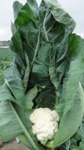 odmiana kalafiora Momentum