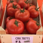 Pomidor CRX 78771 F1