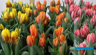 Tulip Trade Event to niepowtarzalny przegląd produkcyjnych odmian tulipana, który organizowany jest w marcu w Holandii - w kilkunastu lokalizacjach (fot. A. Cecot)