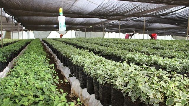 Rośliny mateczne bluszczu w Kenii, z których pobierane są sadzonki, trafiające - za pośrednictwem firmy Young Flowers A/S - m.in. do polskich ogrodników