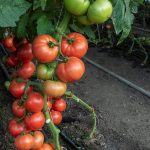 Pomidor malinowy Pinkwin