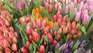 Tulipany z krajowej produkcji to wizytówka polskiego kwiaciarstwa w pierwszych miesiącach roku, fot. D. Sochacki