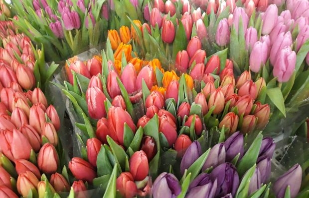Tulipany z krajowej produkcji to wizytówka polskiego kwiaciarstwa w pierwszych miesiącach roku, fot. D. Sochacki
