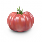 Pomidor malinowy Monterosa