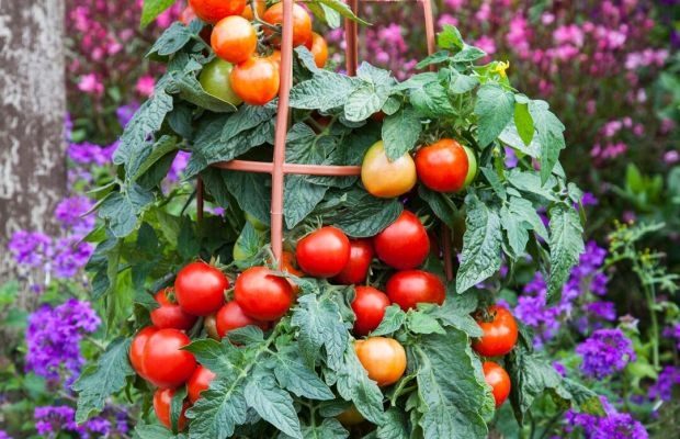 Warzywa do uprawy na balkonach, tarasach, w ogrodach to kategoria produktów, na które wyraźnie rośnie zapotrzebowanie na międzynarodowym rynku (tu: pomidor Summeralst z linii Vegetalis, fot. Syngenta)