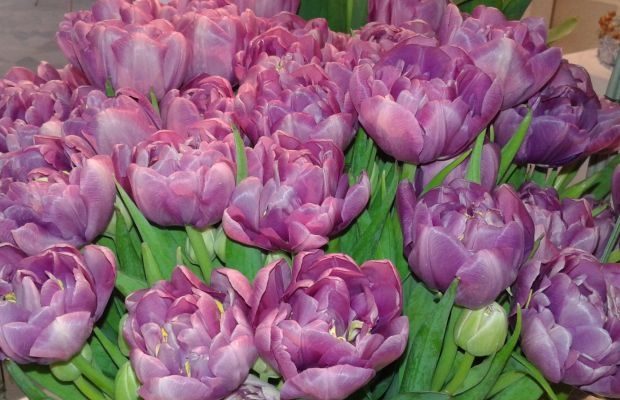Wystawa Tulipanów w oranżerii Muzeum Pałacu Króla Jana III w Wilanowie jest współorganizowana przez Stowarzyszenie Producentów Ozdobnych Roślin Cebulowych i prezentuje kwiaty wyłącznie polskiej produkcji (fot. SPORC)