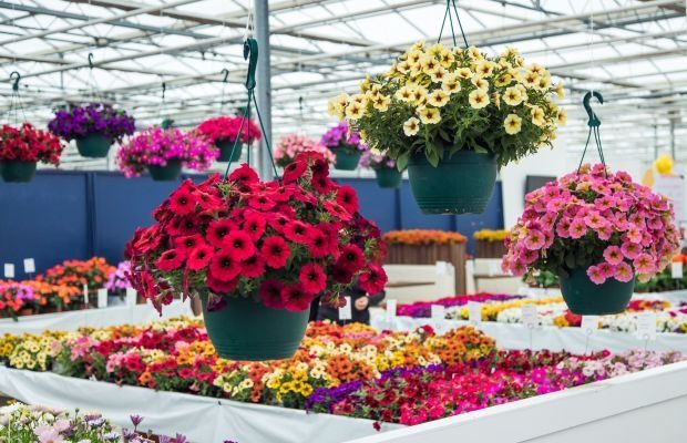 Podczas czerwcowych FlowerTrials 2022 w Holandii i Niemczech asortyment roślin, przeważnie balkonowo-rabatowych, zaprezentuje ok. 60 firm (fot. FlowerTrials)