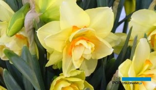 XII Wystawa Tulipanów w Wilanowie była w dniach 2 i 3 kwietnia miejscem prezentacji także innych ozdobnych roślin cebulowych, wsród których wyróżniały się narcyzy (fot. A. Cecot)