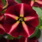 Petunia ColorRush Merlot Star-Improved, fot. BallFlora Plant