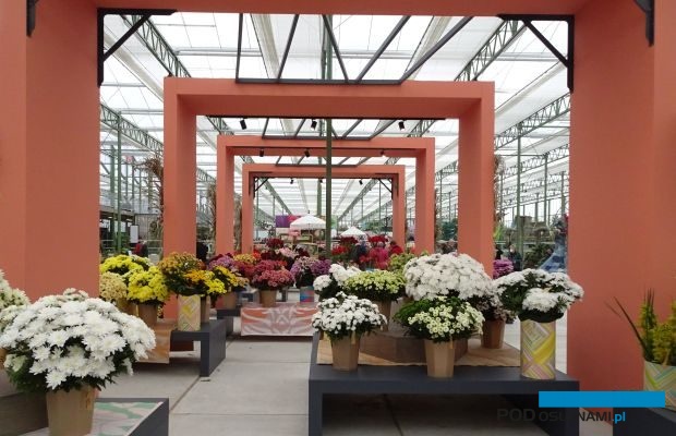 W największym pawilonie tematycznym Światowej Wystawy Ogrodniczej Floriade Expo 2022, pod nazwą Green House można oglądać sezonowe prezentacje kwiatów ciętych i roślin doniczkowych (fot. A. Cecot)