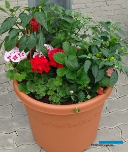 Produkty z linii Vegetalis oferowane są wraz z asortymentem balkonowo-rabatowych roślin ozdobnych i mogą z nimi tworzyć mieszane kompozycje (fot. A. Cecot)