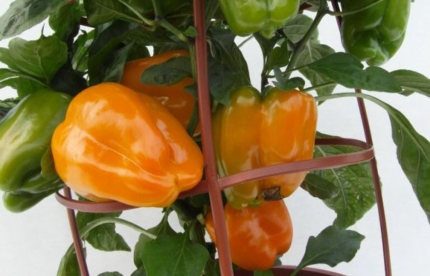 Warzywa do uprawy na balkonach i tarasach (tu: papryka Liberty Belle z linii Vegetalis) to produkty o stopniowo rosnącym znaczeniu, fot. Syngenta