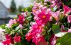 Czerwcowe Dni Otwarte firmy Syngenta Flowers będą poświęcone roślinom balkonowo-rabatowym (m.in. mandewilom z serii Rio), fot. Syngenta