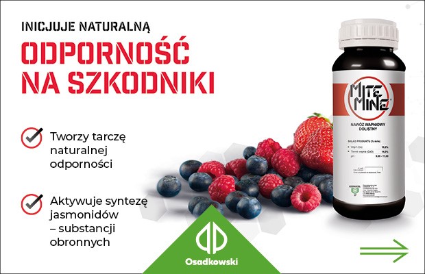 Mite Mine - truskawki z Maszkowa