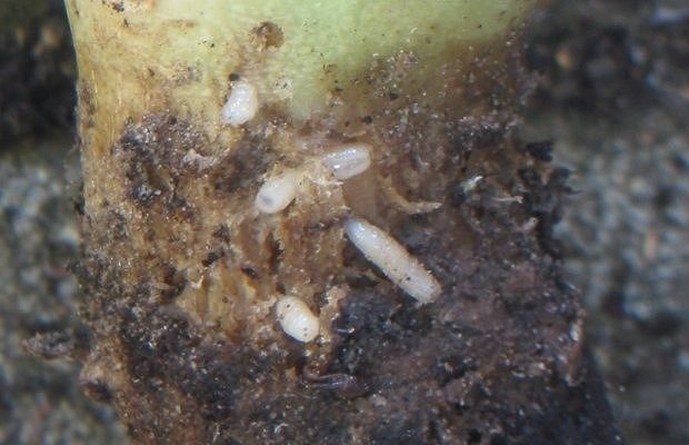 larwy śmietki kapuścianej
