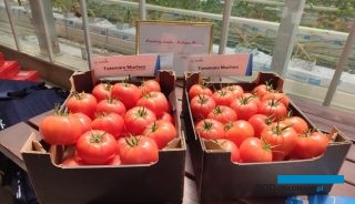 "Kreatorzy smaku - Rodzina Muchoo" pomidory malinowe Tatemaru Muchoo (DRTG DRTG4839 F1 ) i Tomimaru Muchoo