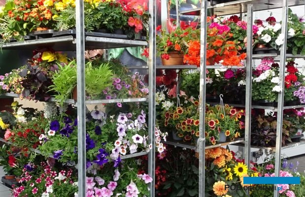 Dni Otwarte firmy Syngenta Flowers 2022 dały przegląd szerokiego asortymentu roślin balkonowo-rabatowych_Łabiszyn_fot. A. Cecot