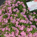 Petunia_Itsy Pink_Syngenta_fot-A-Cecot