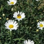 Argyranthemum frutescens Molimba C White_Syngenta_fot.A. Cecot