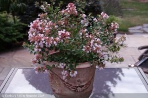 Abelia-chinensis-AUTUMN-FESTIVAL-Minabaut01--Fot.-Konkurs-Roslin-Nowosci-ZSzP