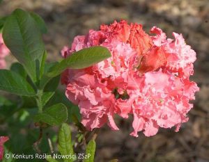 Rhododendron-Anna--Fot.-Konkurs-Roslin-Nowosci-ZSzP