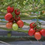 Pomidor malinowy śliwkokształtny DRK936