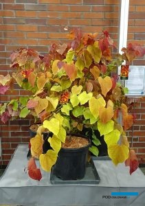 Cercis canadensis ETERNAL FLAME, fot. A. Cecot