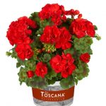 Pelargonia Toscana® Trend Julia Red_fot. Florensis