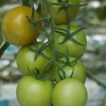 Pomidory Axirady