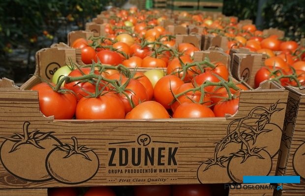 Pomidory w opakowaniu firmowym Grupy Producentów Warzyw Zdunek