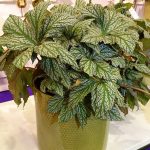 Begonia Hovaria Silver Maples, fot. A. Cecot
