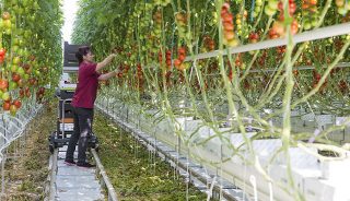 Wysoka odporność pomidorów na ToBRFV pozwala prowadzić uprawę bez ryzyka utraty znacznej części plonu (fot. Rijk Zwaan)