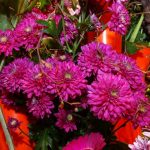 chryzantema_Lamira_DummenOrange_TradeFairAalsmeer2022_fot.A-Cecot