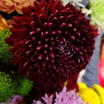 chryzantema_Poker_Deliflor_TradeFairAalsmeer2022_fot.A-Cecot