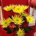 chryzantema_MaradonaYellow_Deliflor_TradeFairAalsmeer2022_fot.A-Cecot
