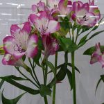 Alstroemeria-Brigitte_TradeFairAalsmeer2022_fot.A-Cecot