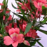 Alstroemeria-Intenz Salmon_TradeFairAalsmeer2022_fot.A-Cecot