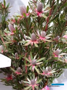 LeucadendronAyobaStarPearl_HansHettasch_TradeFairAalsmeer2022_fot.A-Cecot