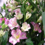 Alstroemeria-FlorincaJoyRide_HilverdaFlorist_TradeFairAalsmeer2022_fot.A-Cecot